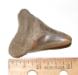 Pathologic Megalodon Tooth